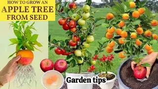 How to Grow Apple 🍎 Tree from Seed | Orange 🍊 & Bagan Baliya Care Tips