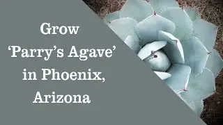 Grow Agave parryi Perry's Agave, Mescal Agave in Phoenix Arizona