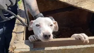 Dogs Abandoned in Trash: PETA's Heartbreaking Rescue