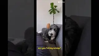 Houdini dog relaxing on the couch #dog #puppy #cutedog #dogshorts #dogvideos #fyp #dogs #doglover