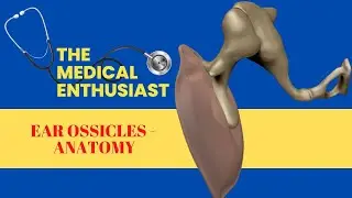 Ear Ossicles
