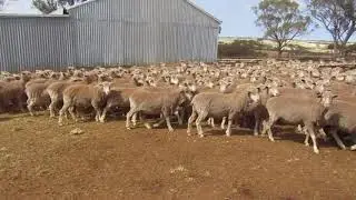 Moora Sale - Syred
