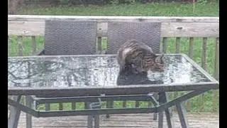 Old Tabby Compilation