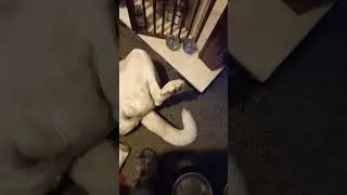 9-week old puppy, Winter, rubs 4-year old Dexter's belly