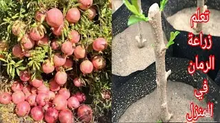 عقل رمان