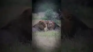 Lion Brothers showing Affection by Grooming - Kruger National Park South Africa