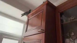 Вернам и голубь в квартире