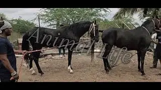 Black Horse Ready For Ultimate | Animal Sexual Life | Horse Fun With Patner | Wild Life | Horse SX