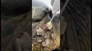 Removing Barnacles from a Sea Turtle 🐢💙 So Satisfying!