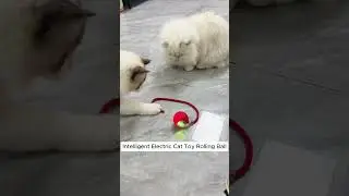 Bored Cat? This Automatic Rolling Ball is the Perfect Playtime Solution! 🐾🎾