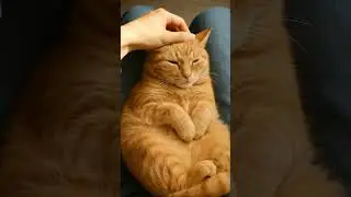 Cat Purring ASMR on My Lap 😴🐾 | Sleep Triggers, Deep Relax, Cozy Fall Vibes #catshorts #cat