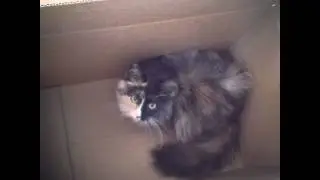 355 Ways Cats Can Increase Your Productivity !