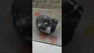 pepper cleaning himself