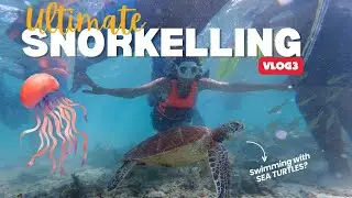 Ultimate Sardine Run & Snorkelling with Sea Turtles experience in Moalboal | First Time Snorkeling
