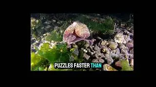 Amazing Animal & Pet Facts