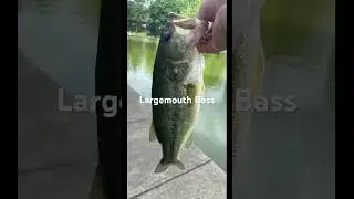 #fishing #bassfishing #smallmouthbass #whitebass