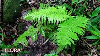 Biodiversity Monitoring System (BMS) 3rd Quarter ,Maasin Watershed Area  (MWFR DENR -CENRO GUIMBAL)