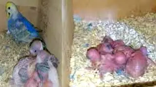 Visited Birds Setup Rainbow Budgies Exhibition Budgies Hagoromo Budgies