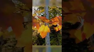 Golden Sunset Through Autumn Leaves