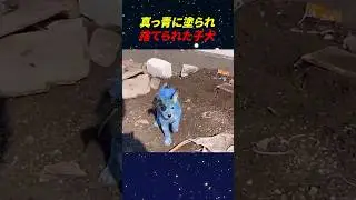 真っ青に塗られ捨てられた子犬