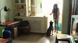 Large Dogs In China & The Owners Who Break The Law To Keep Them