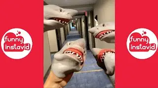 Shark Puppet Instagram Videos 2020 | Shark Puppet Videos Compilation (W/Titles)- Funny InstaVID