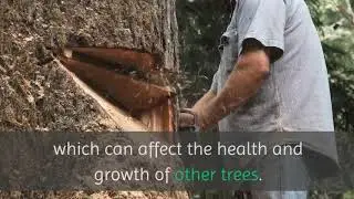 Affordable tree service Lynbrook | 516-589-8509 | BO Tree Cutting & Trimming