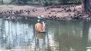 New Orleans Zoo