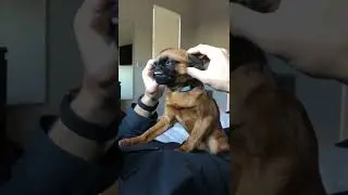 Cutest Dog Massage Ever!