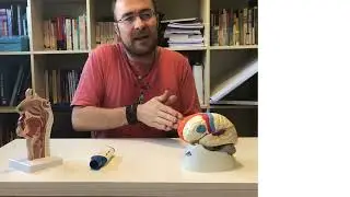 Ejercicio 2: La tos como mecanismo de defensa