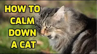 How Do I Calm Down An Angry Cat?