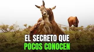 Las mulas no son lo que piensas: 7 hechos que desafían la lógica