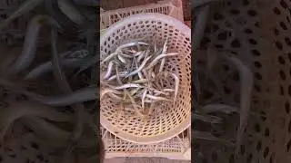 Skinny fish #fish  #cooking #food #viral #shorts