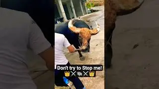 When Agressive Steelhorn isGoing CraZy #buffalofight #buffalofight2025 #shorts #viral #guizhou #like