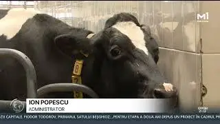 Subvențiile și tehnologia cresc producția de lapte în R. Moldova