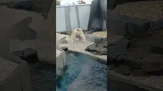 Quebec Aquarium Polar Bear Fight