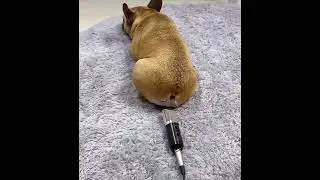 犬ちゃん　自分の屁にビックリ