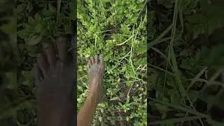 Barefoot in mud asmr | Barefoot in swamp ASMR | Barefoot ASMR(No Talking).#barefoot#asmr#asmrsounds