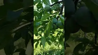 Prun Anna Spath 7 august