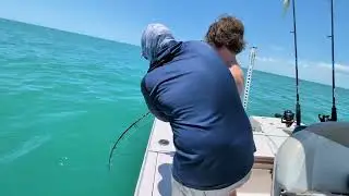 4th Story Grouper Catch