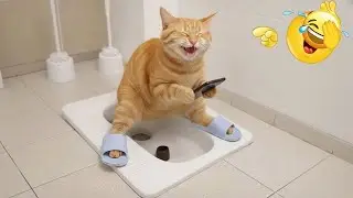 Try Not to Laugh at These Cat Moments 🤣 | Funny Cat Videos 2026