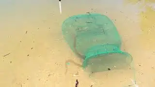 Cobra a tentar comer as percas