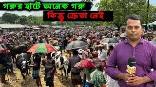 দক্ষিণ বঙ্গের সবচেয়ে বড় গরুর হাটে অনেক গরু কিন্তু ক্রেতা নেই