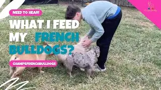 What I Feed My French Bulldogs 