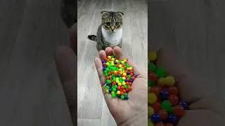 Funny Cat Barsik ❤🤗 Beads 📿 Reverse Video #marblerunandmore #cat #reversevideo