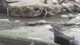 Baboons chilling at the Bronx Zoo