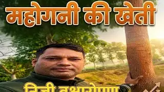 महोगनी की खेती / निजी वृक्षा रोपण संपूर्ण जानकारी #महोगनी #खेती #वृक्षारोपण 