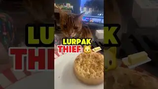 My Cat Stole The Butter