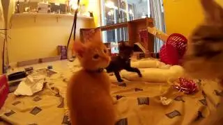 Cute Kittens Attack Action Camera & Play With Rope Toy - 6 Weeks Old
