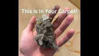 Kirlin's Kleaners 6-Step Carpet Cleaning Process Sioux Falls